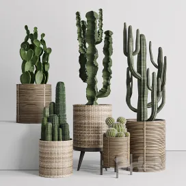 Cactus in basket